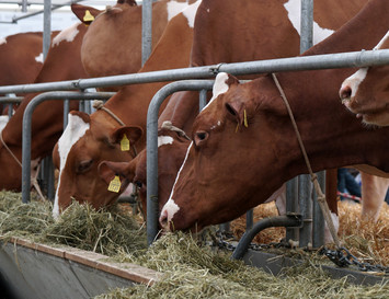 Food Contaminant Analysis - Aflatoxins & Other Mycotoxins cow 3342846 RoyBuri pixa cut M - Food Contaminant Analysis - Aflatoxins & Other Mycotoxins