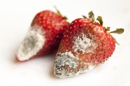 Food Contaminant Analysis - Aflatoxins & Other Mycotoxins strawberries moldy Fotolia 109184640 L - Food Contaminant Analysis - Aflatoxins & Other Mycotoxins