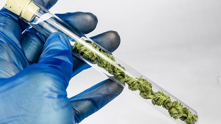 cannabis testing adobe stock credit mitch resized - Cannabis Laboratory Instruments