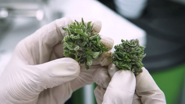 oklahoma cannabis testing lab under state investigation 312618 - Cannabis Laboratory Instruments