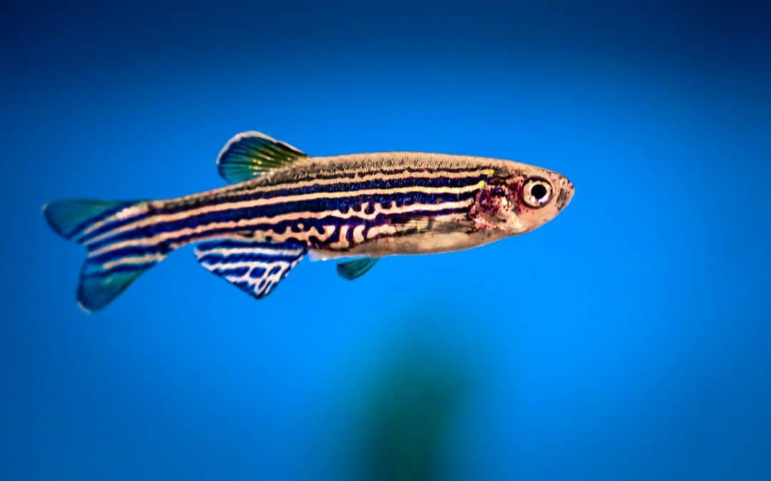 shutterstock 736755118 1080x675 1 - Breeding of Zebrafish in a Peltier Cooled Incubator with Light