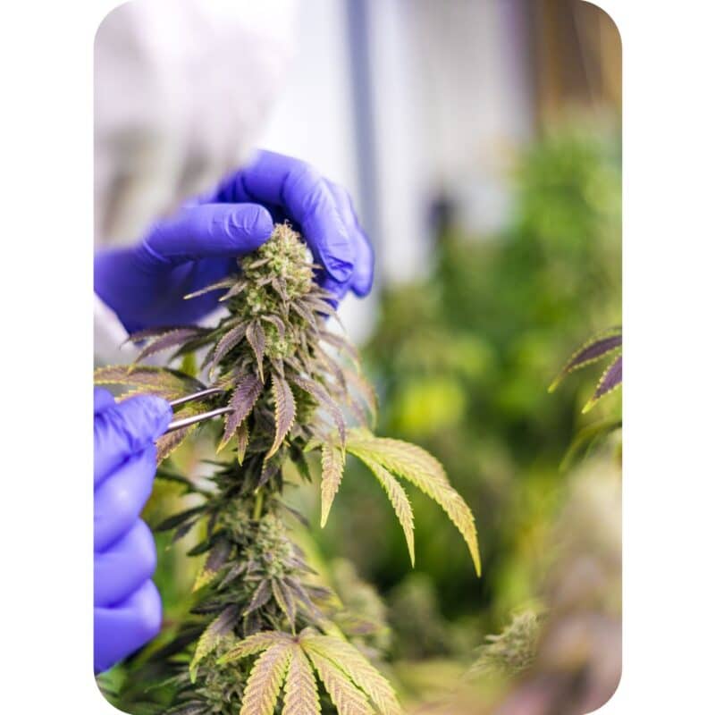 Cannabis Laboratory Instruments Feb March 1 800x800 - Cannabis Laboratory Instruments